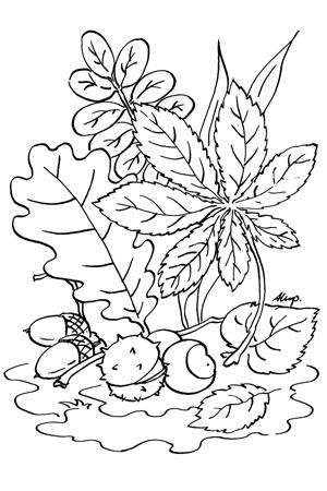 Online coloring book: Beautiful autumn chestnuts coloring page
